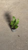 calathea freddie mini video