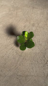 Ficus Lyrata Mini