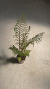 Cyathea-tomentosissima-Highland-video(1)