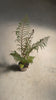Cyathea-tomentosissima-Highland-video(1)