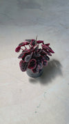 Peperomia Damasco M