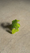 philodendron neon mini video