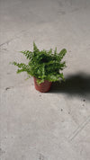 Feto Mini