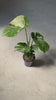 monstera-thai-constellation-l-video
