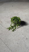 Senecio Rowleyanus Mini