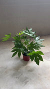 Fatsia Japónica L