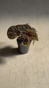 Begonia Masoniana Rock M