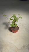 Vitis-Vinifera-Parra-L-video