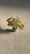 Caladium Casey Mini