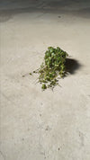 peperomia-postrata-mini-video
