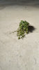peperomia-postrata-mini-video