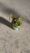 Begonia Amphioxus Mini