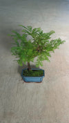Bonsai Metasequoia