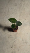 Alocasia-Frydek-mini-video
