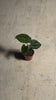 Alocasia-Frydek-mini-video