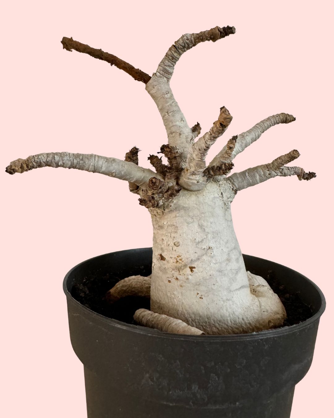Problemas Plantas Baobá