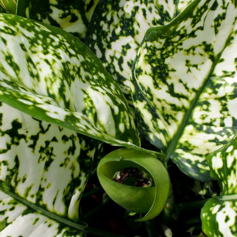 problemas-aglaonema