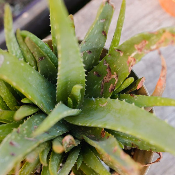 Problemas Plantas Aloé Vera