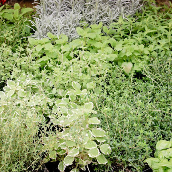 Problemas Plantas Aromáticas