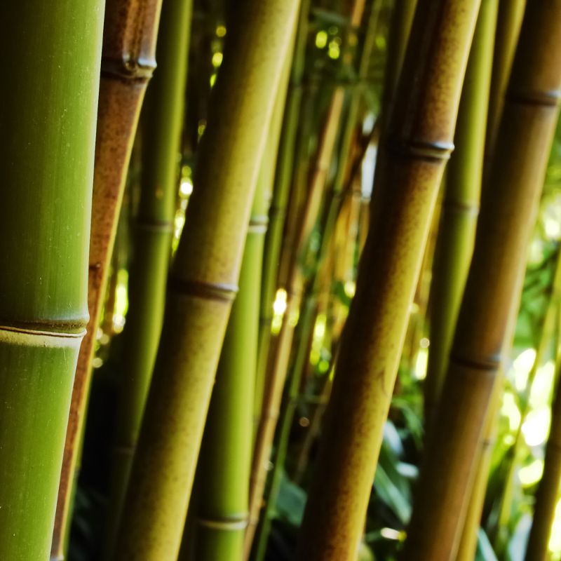 Problemas Plantas Bambu