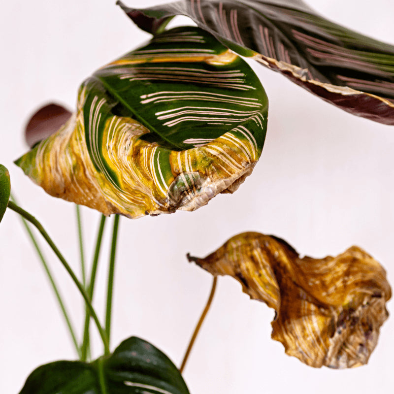 Problemas Plantas Calathea