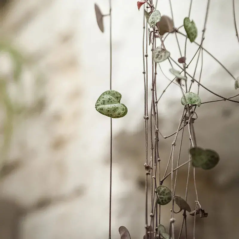 problemas-ceropegia