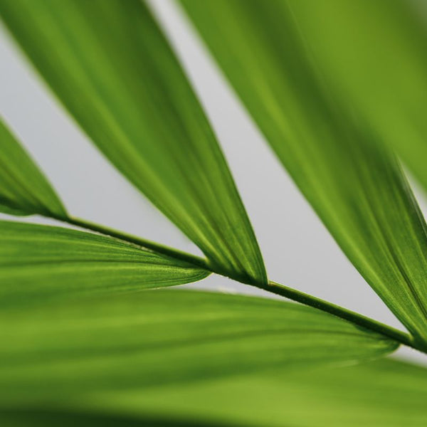 Problemas Plantas Chamadorea