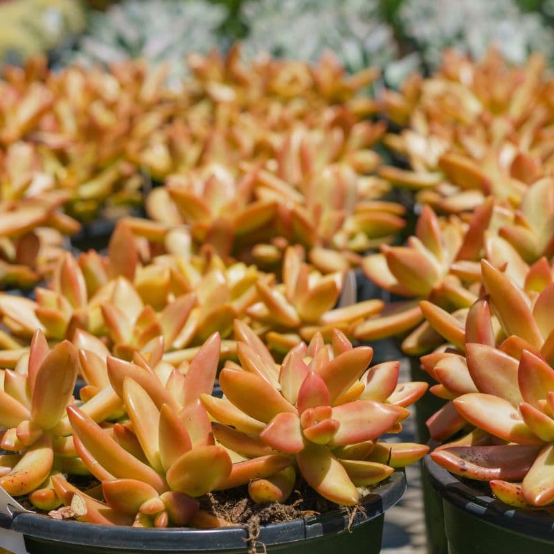 Problemas Plantas Crassulas