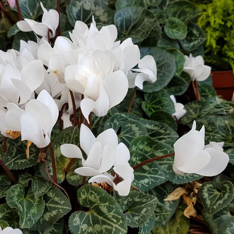 Problemas Plantas Ciclâmen