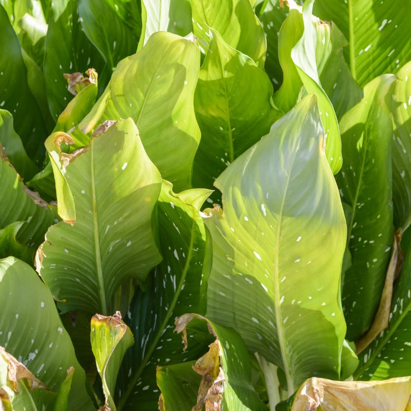 problemas-dieffenbachia