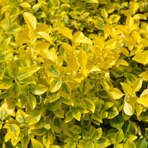 Problemas Plantas Euonymus