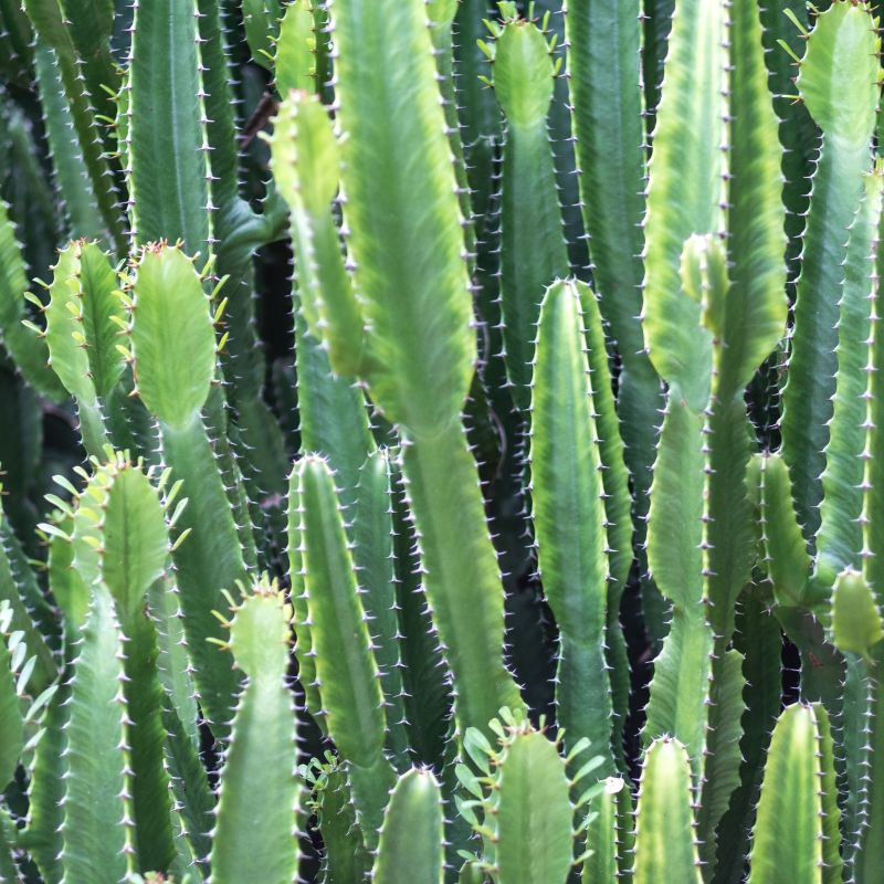 Problemas Plantas Euphorbia