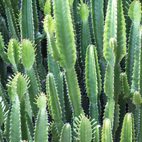 Problemas Plantas Euphorbia