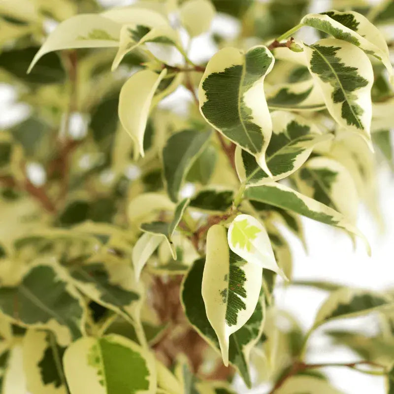 problemas-ficus