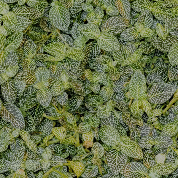 Problemas Plantas Fittonia