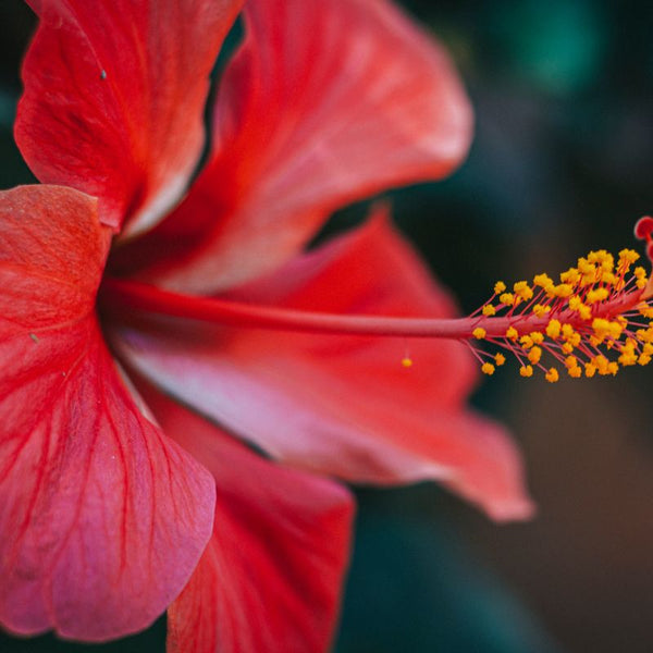 Problemas Plantas Hibisco