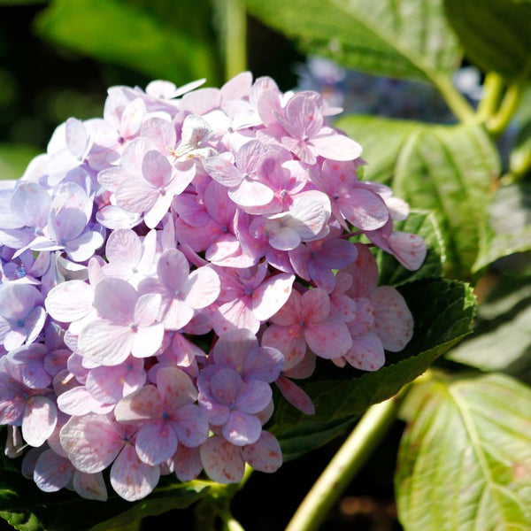 Problemas Plantas Hortênsias