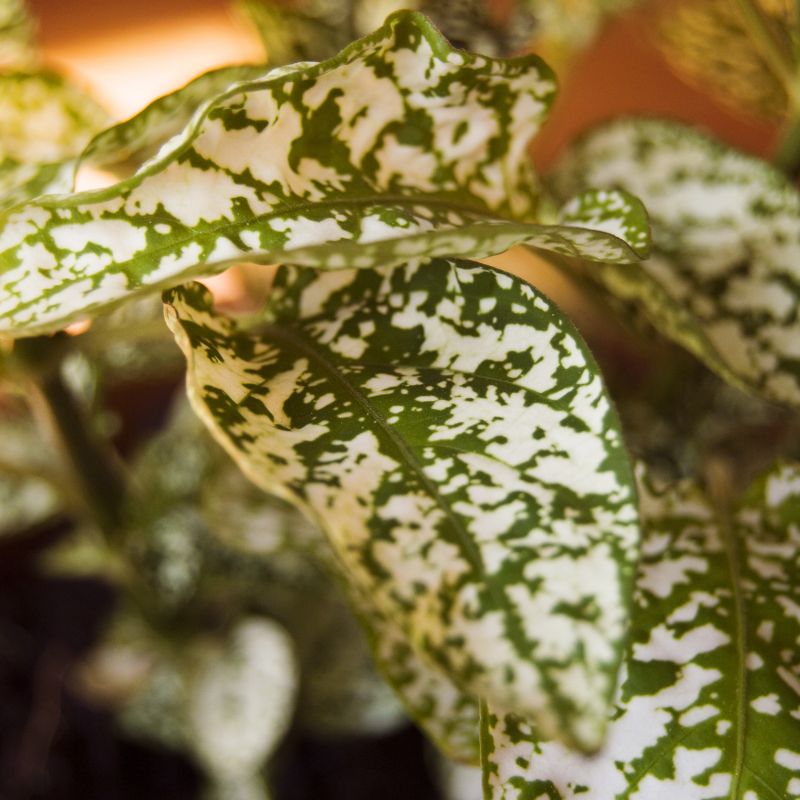 Problemas Plantas Hipuestes