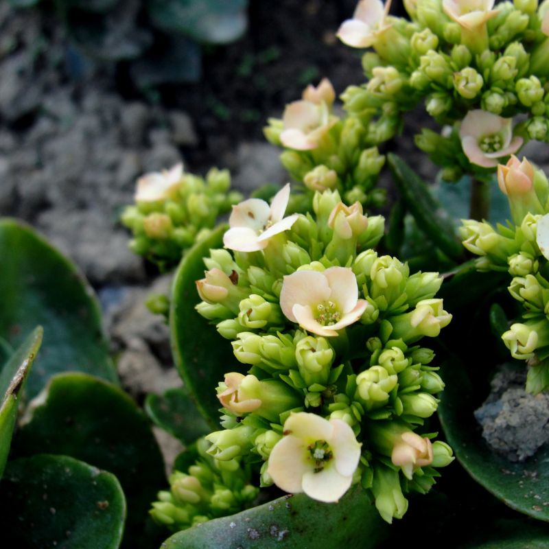 Problemas Plantas Kalanchoe