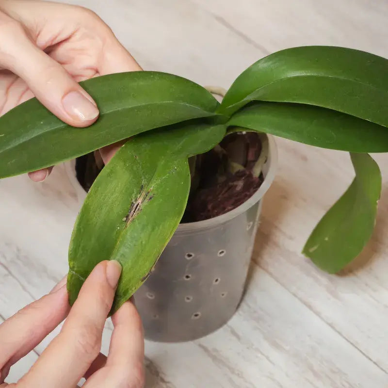 Problemas Plantas Orquídeas