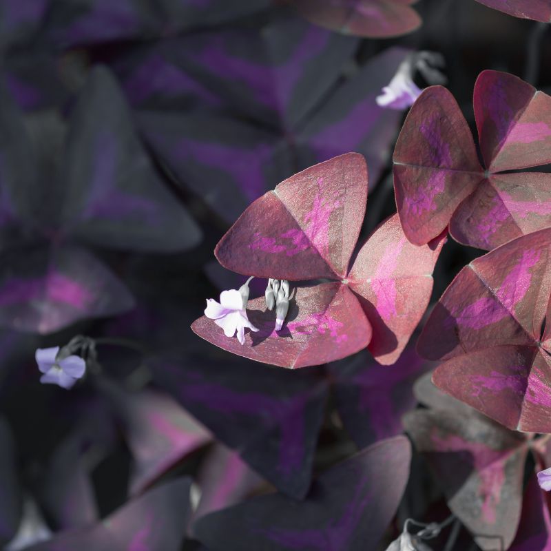 Problemas Plantas Oxalis