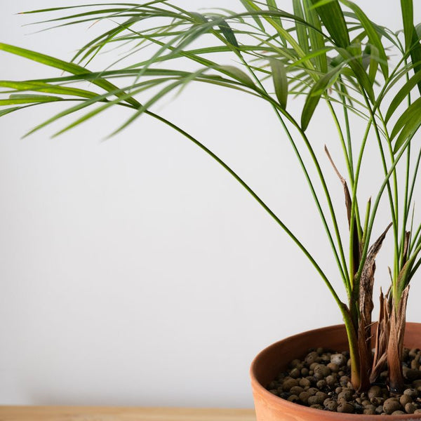 Problemas Plantas Palma Areca