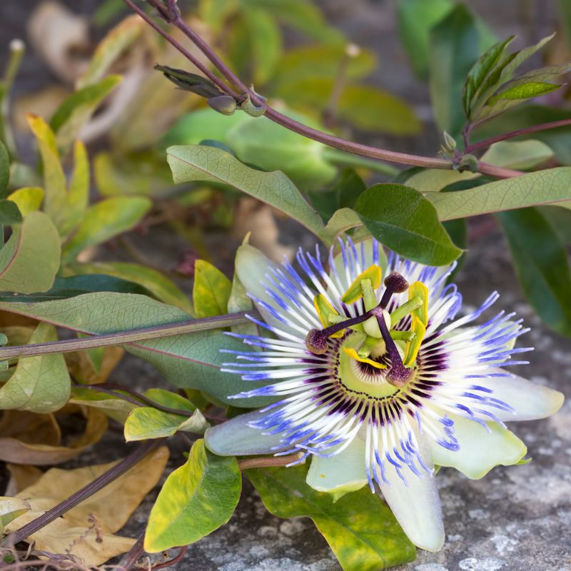 problemas-passiflora_5