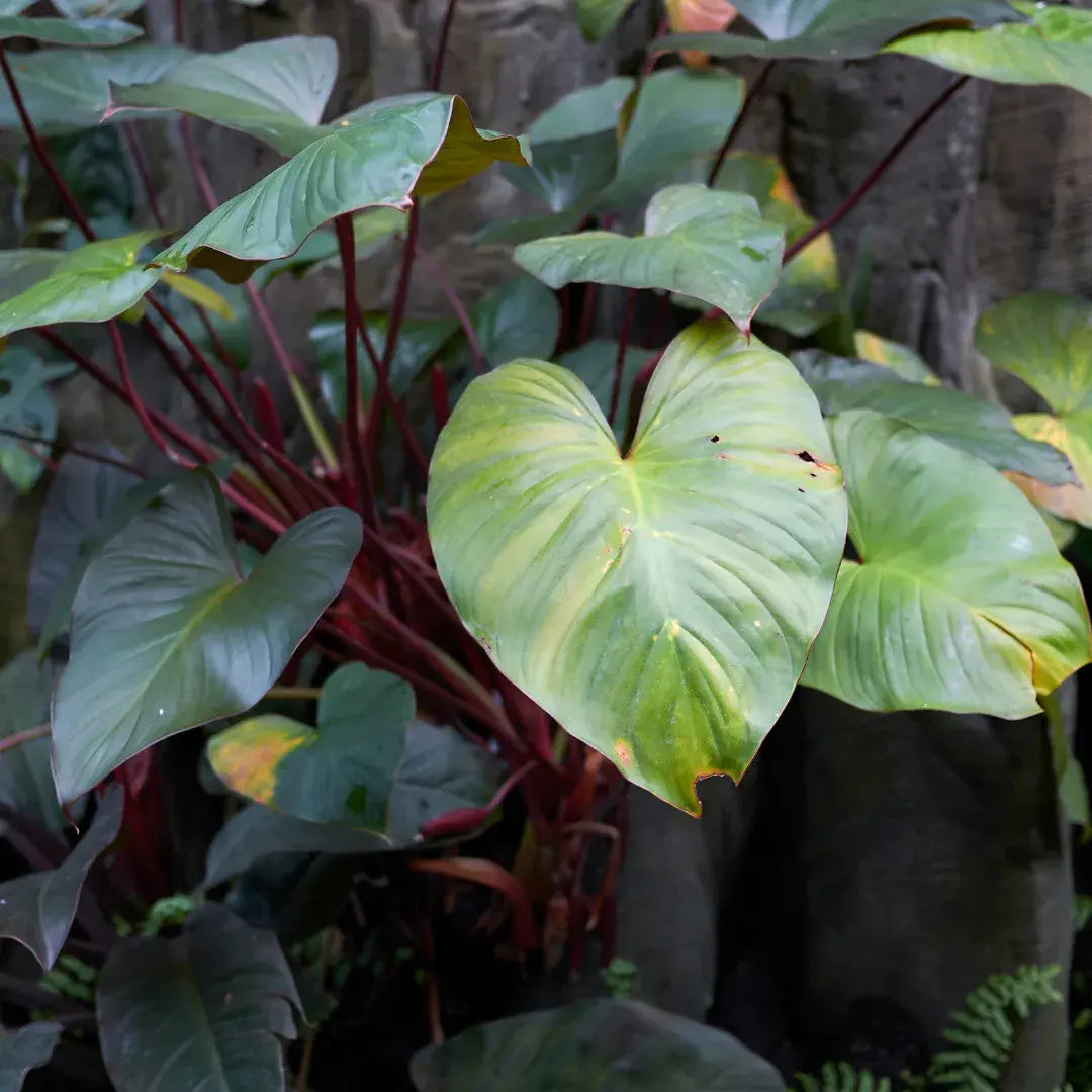 problemas-philodendron