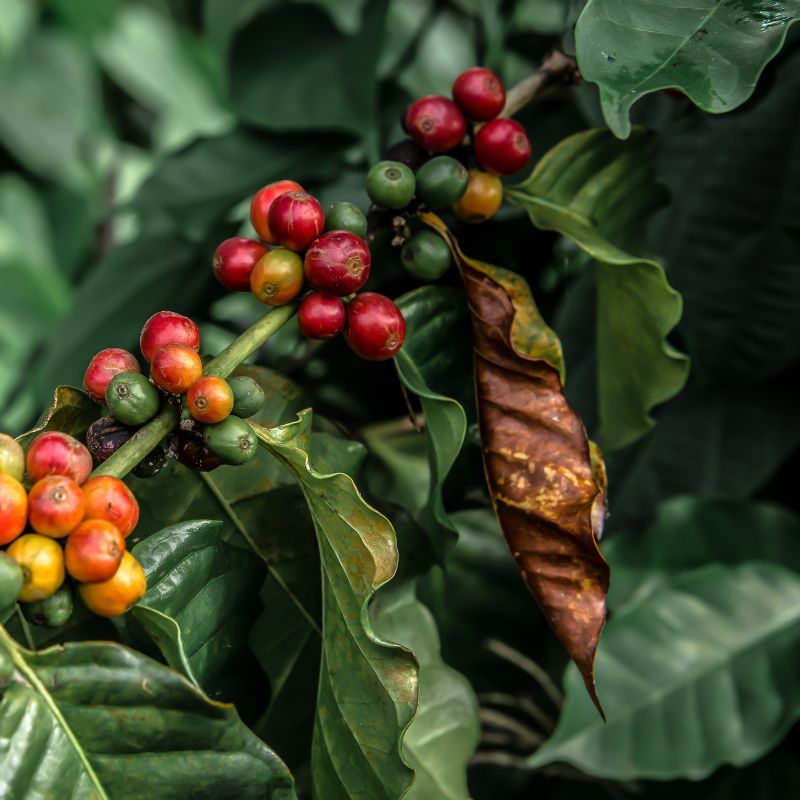 Problemas Plantas de Café