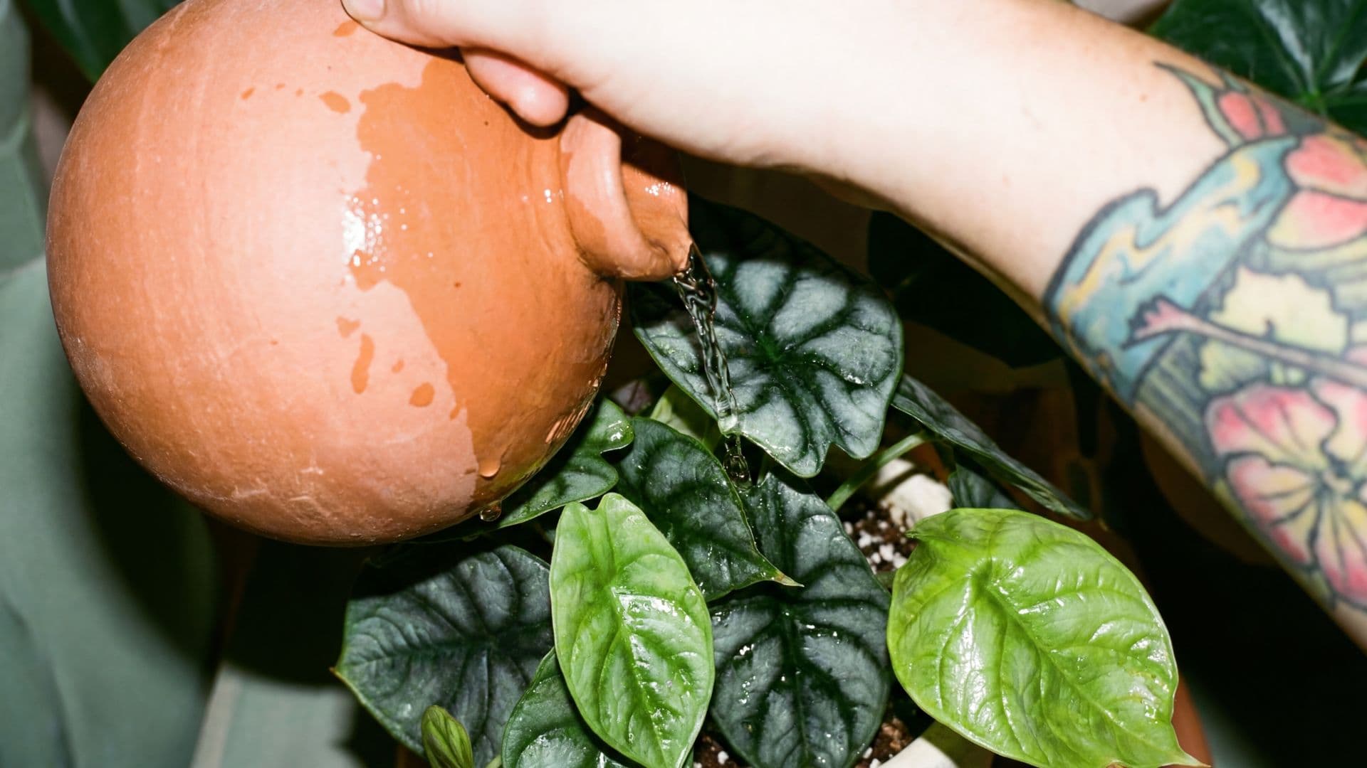 problemas de riego en plantas de interior