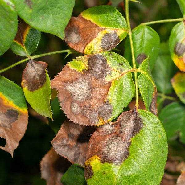 Problemas Plantas Roseira