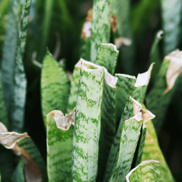 Problemas Plantas Sansevieria