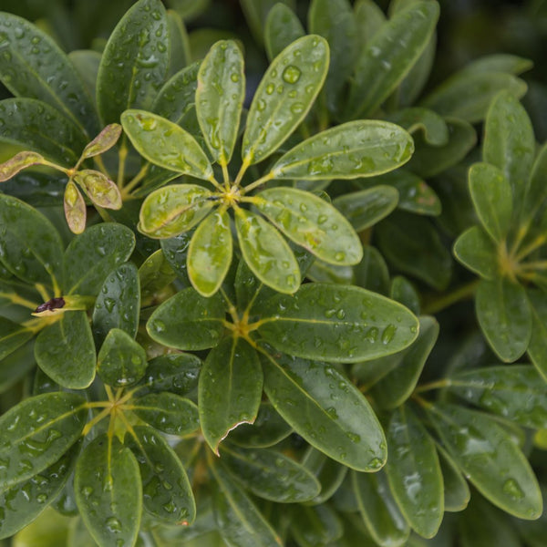 Problemas Plantas Schefflera