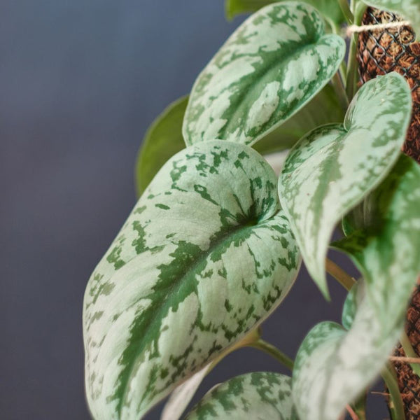 Problemas Plantas Scindapsus Pictus